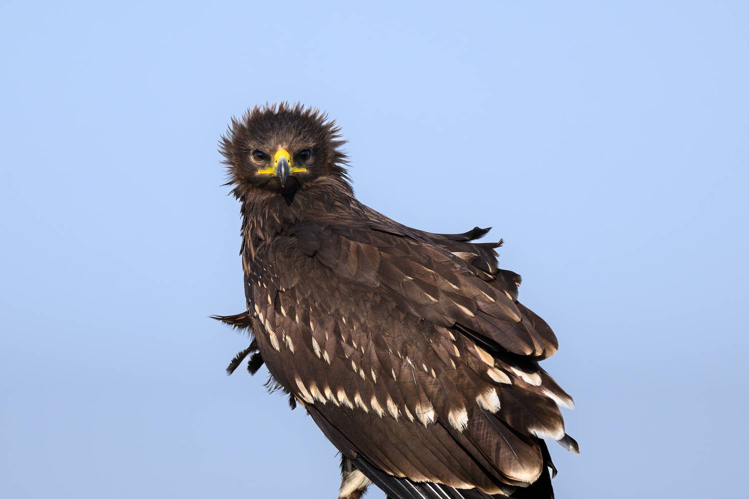 птица, фотоохота, орел, природа, фауна, Vladimir Kulikov