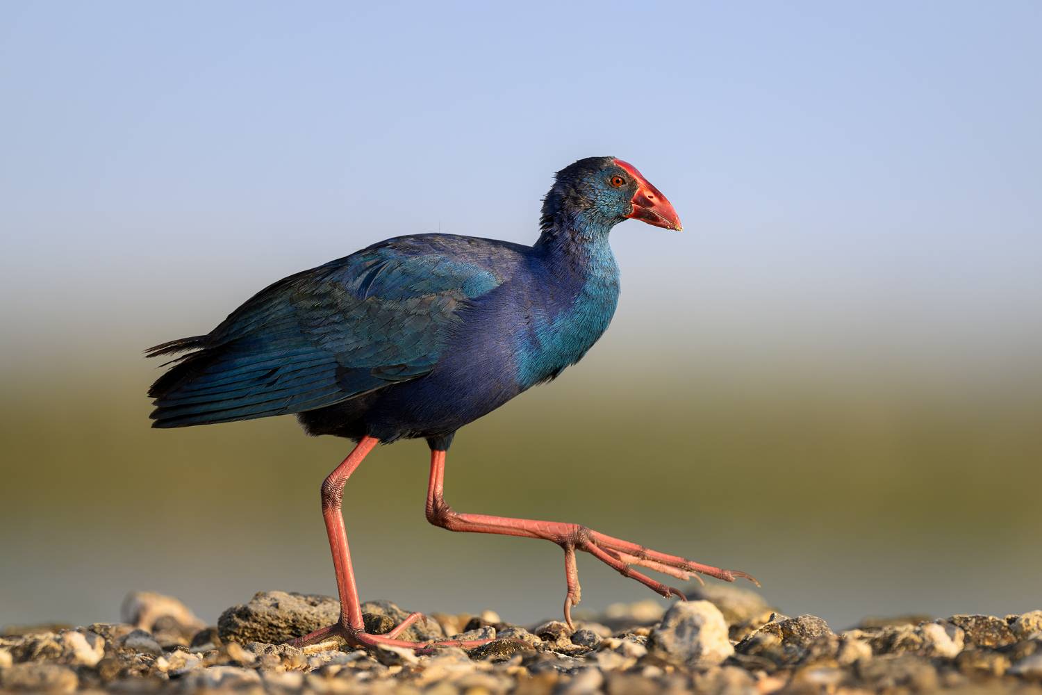 птица, фотоохота, султанка, природа, фауна, Vladimir Kulikov