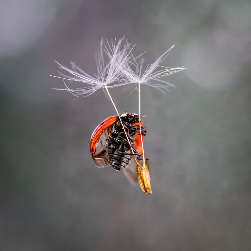 божья коровка, макро, одуванчик, полёт, расправив крылья Свободный полёт фото превью