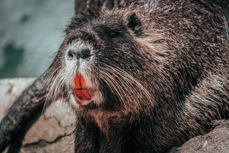 Немного о нутриях фото превью