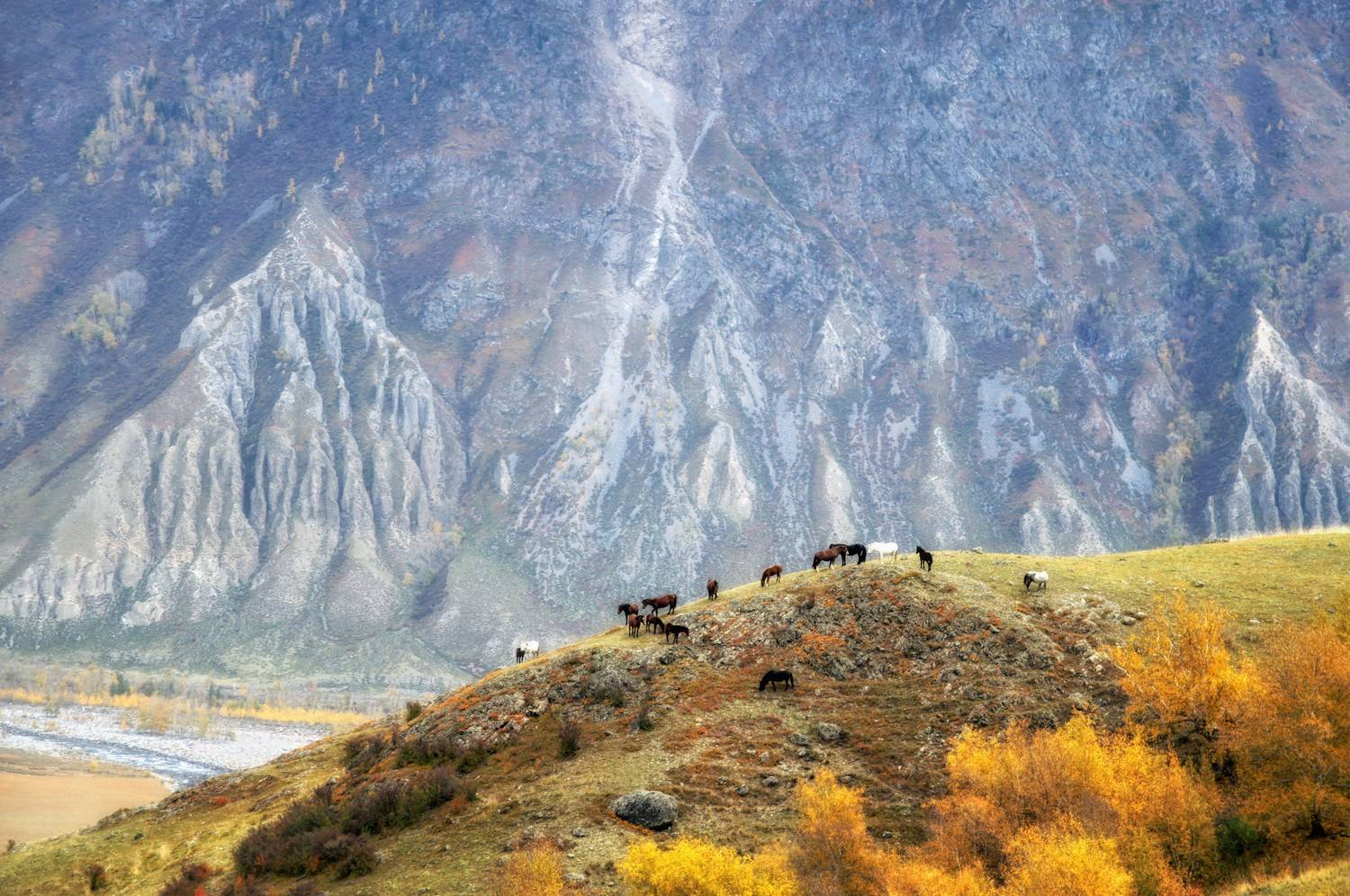 осень, алтай, чулышман, лошади, Шарикова Ольга