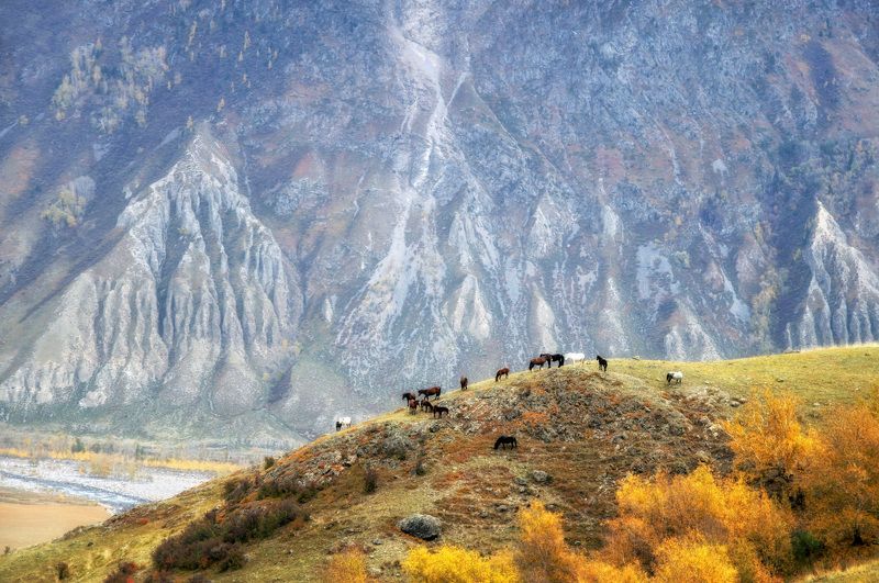осень, алтай, чулышман, лошади Осень в долине Чулышмана фото превью