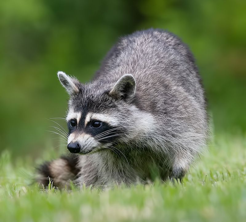 енот обыкновенный, енот-полоскун, raccoon, енот, дикие животные, животные, animals Енот-полоскун -Raccoon фото превью