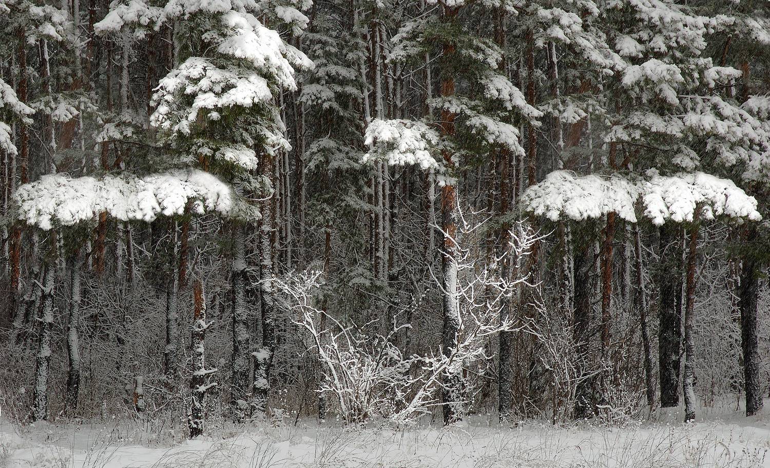 , Владимир Краснов