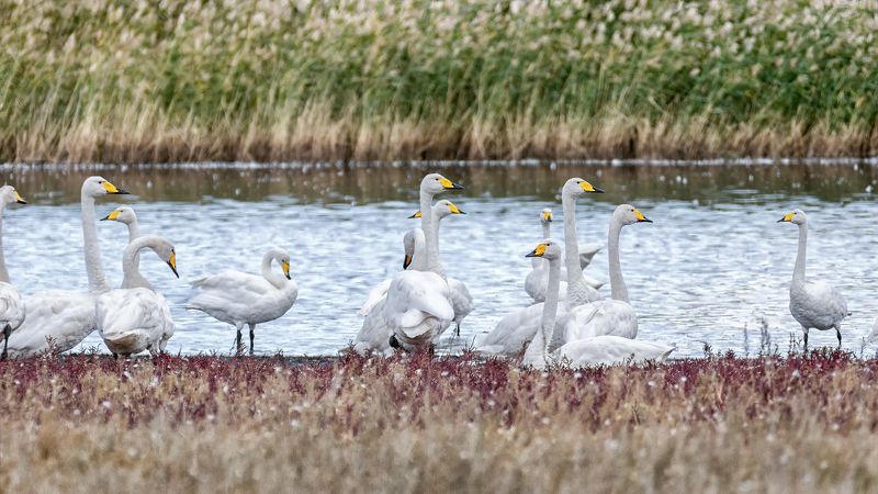 птицы, лебедь кликун, стая, кликуны фото превью