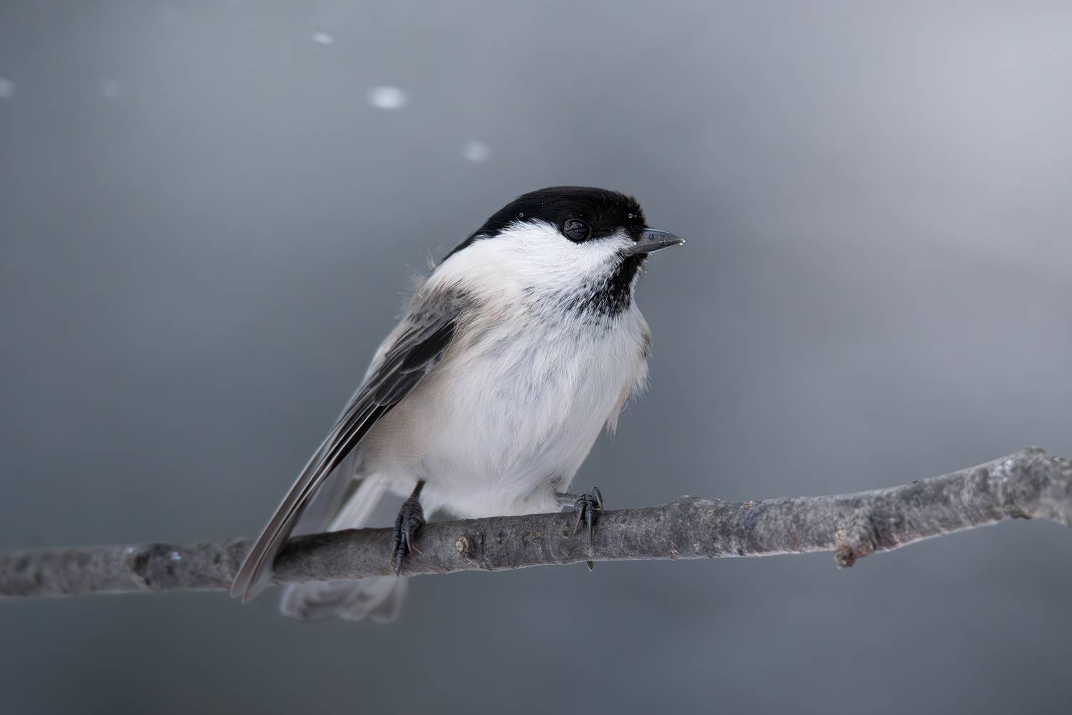 , Митин Дмитрий