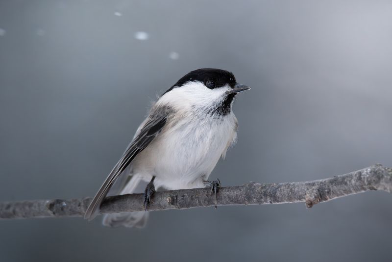 Буроголовая гаичка или пухляк, Parus montanus, Декабрь 2023 фото превью