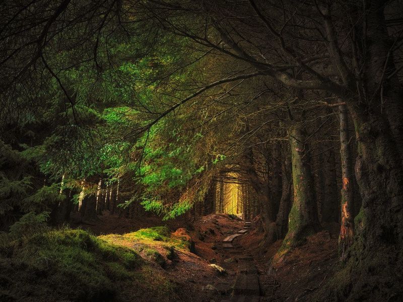 Elf path фото превью