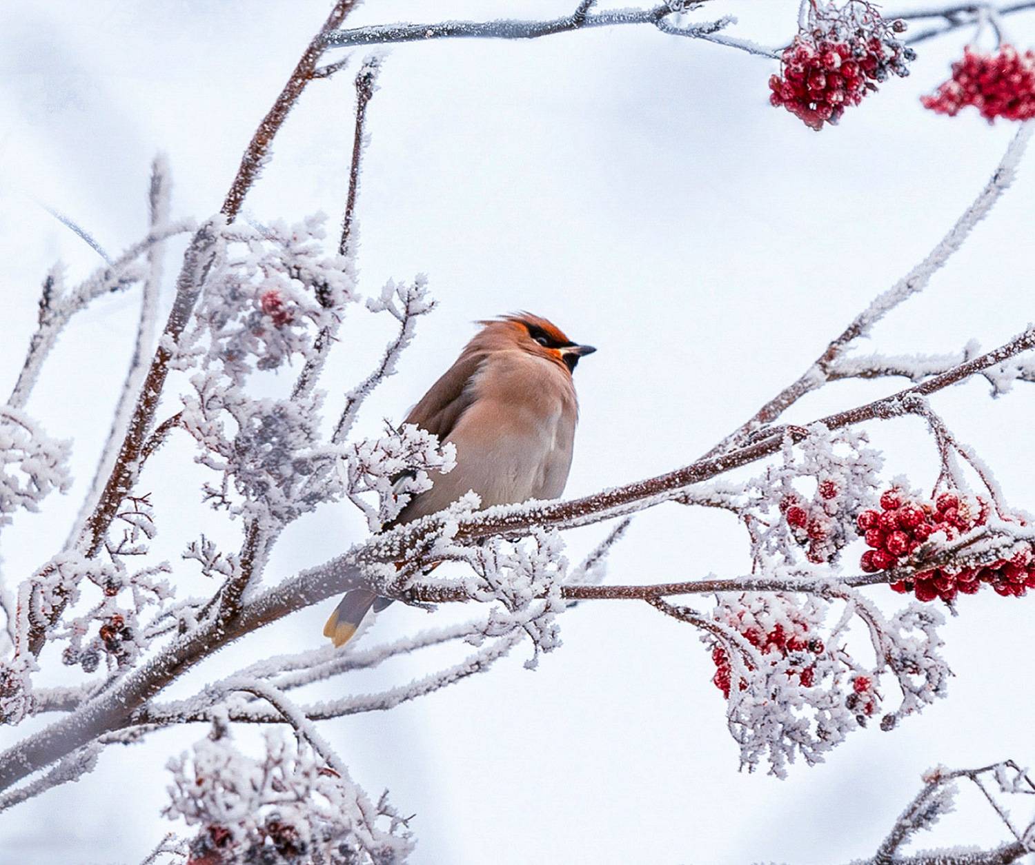 , Ермохина Наталья