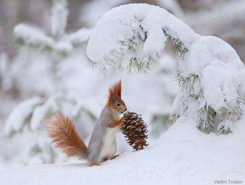 Вот эта шишка!