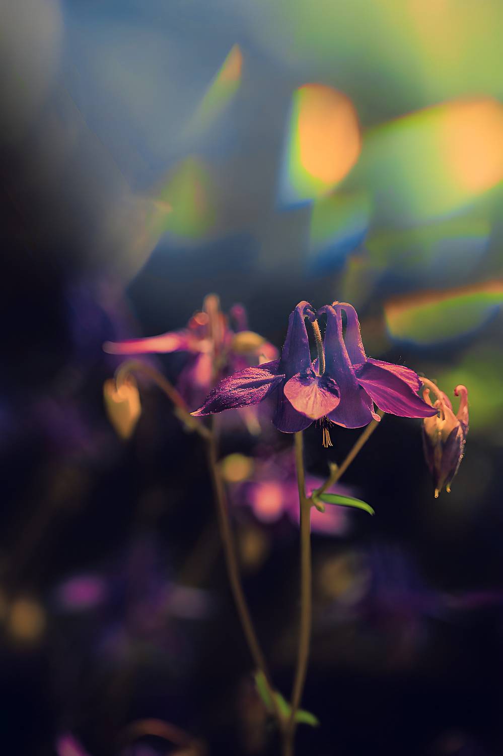 макро, macro, цветы, flower, лето, summer, аквилегия, Julia Kaissa