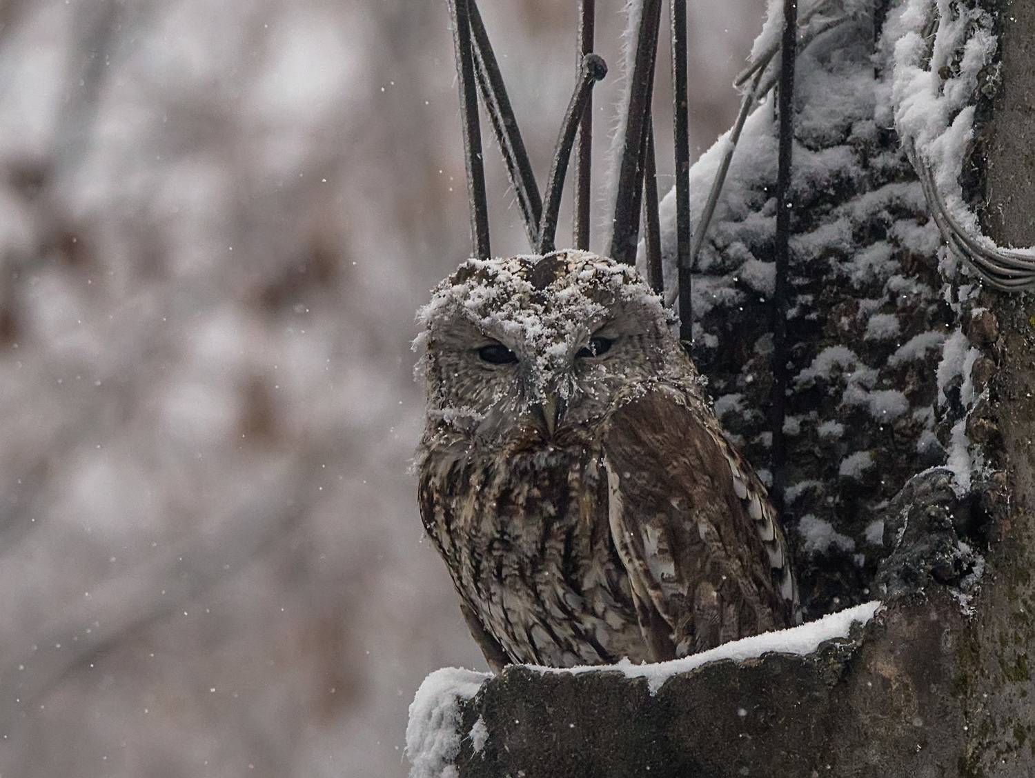 серая неясыть, кабардино-балкария, Хасан Журтов