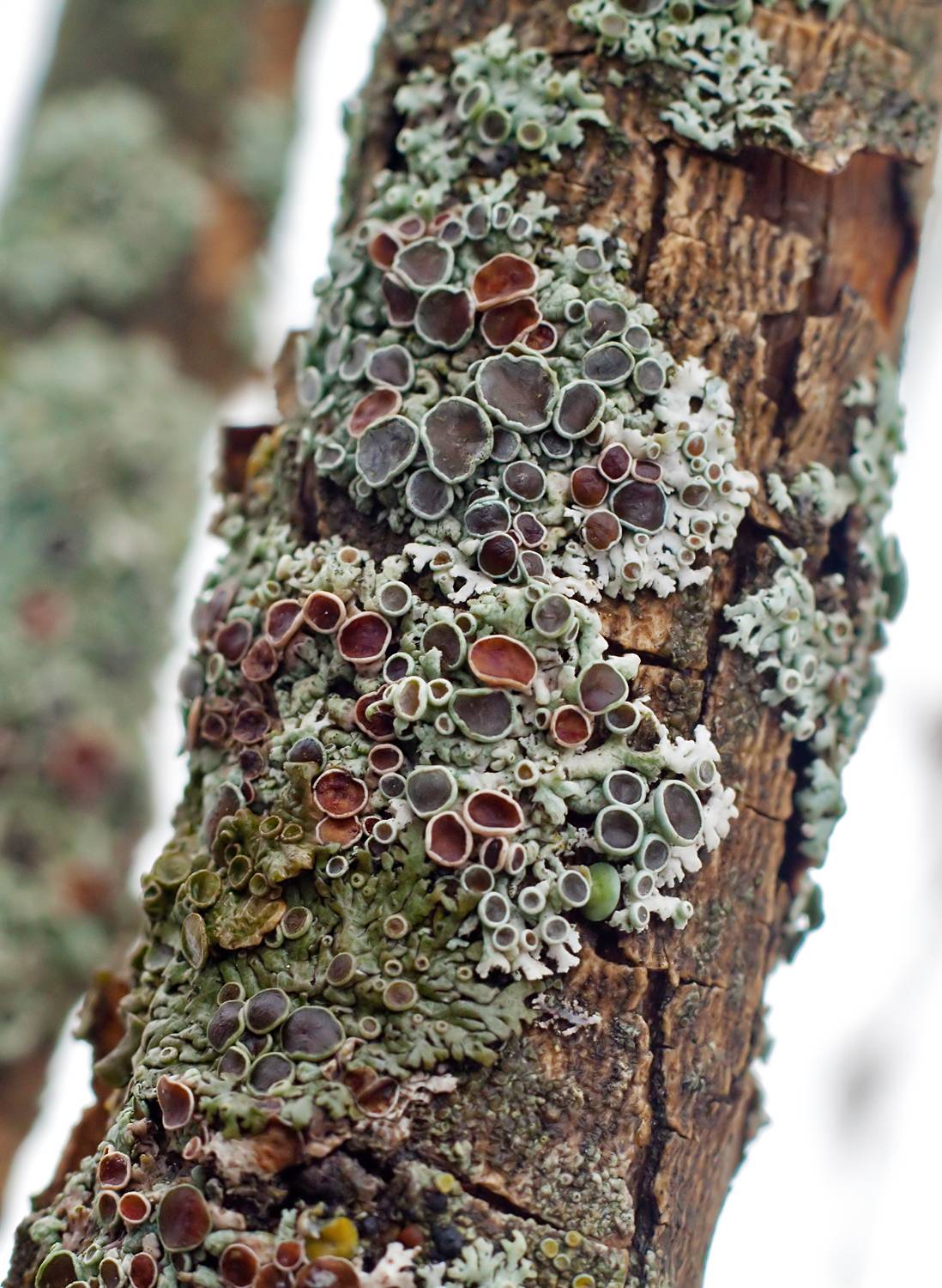 лихенизированные грибы, сообщество, симбиоз, водоросли, Широких Александр