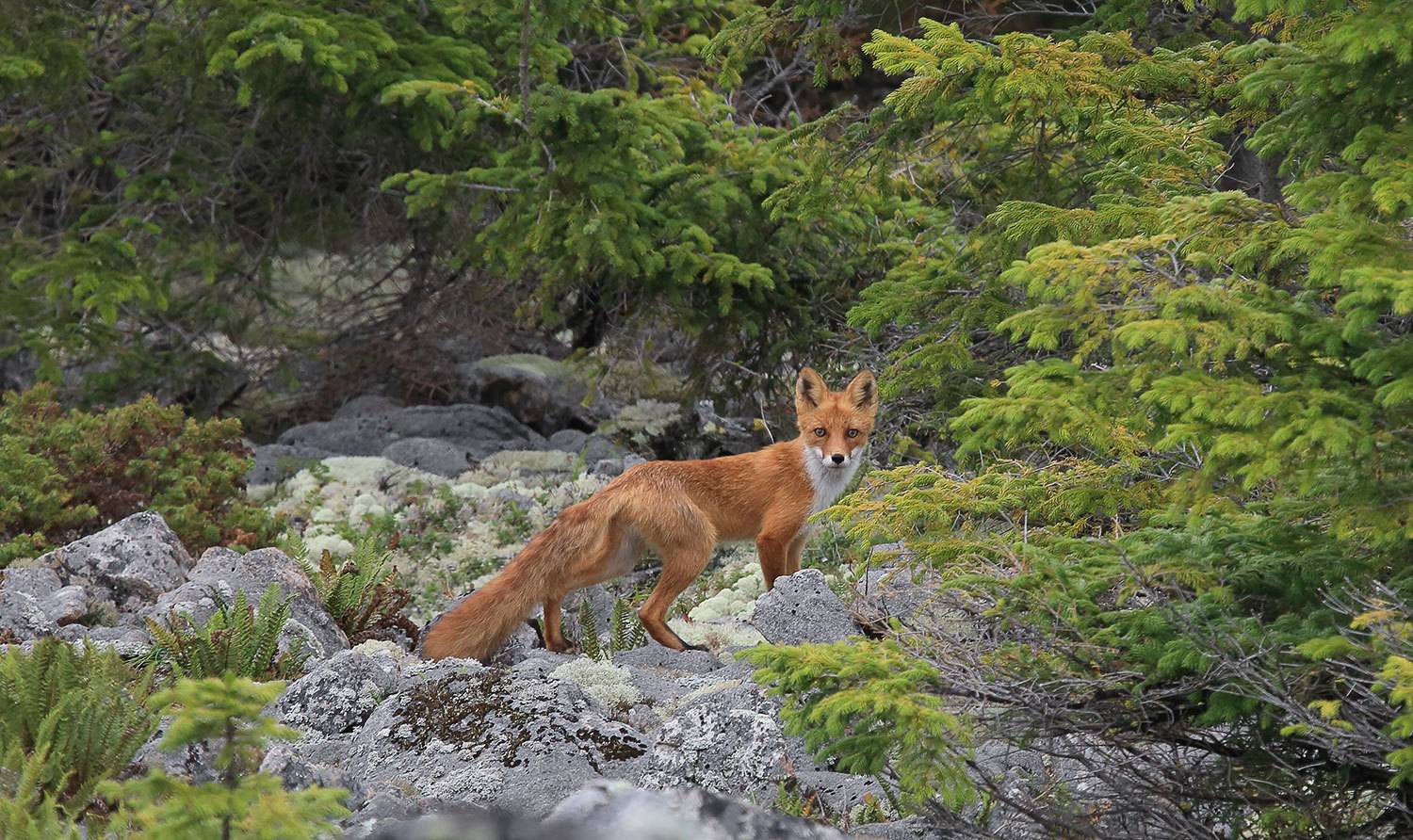 лиса, Валерий Платонов