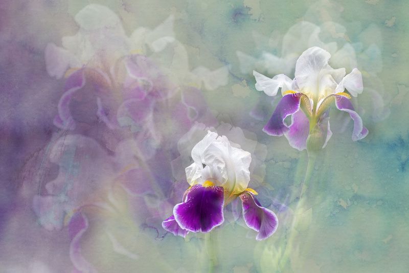 Purple calmness фото превью