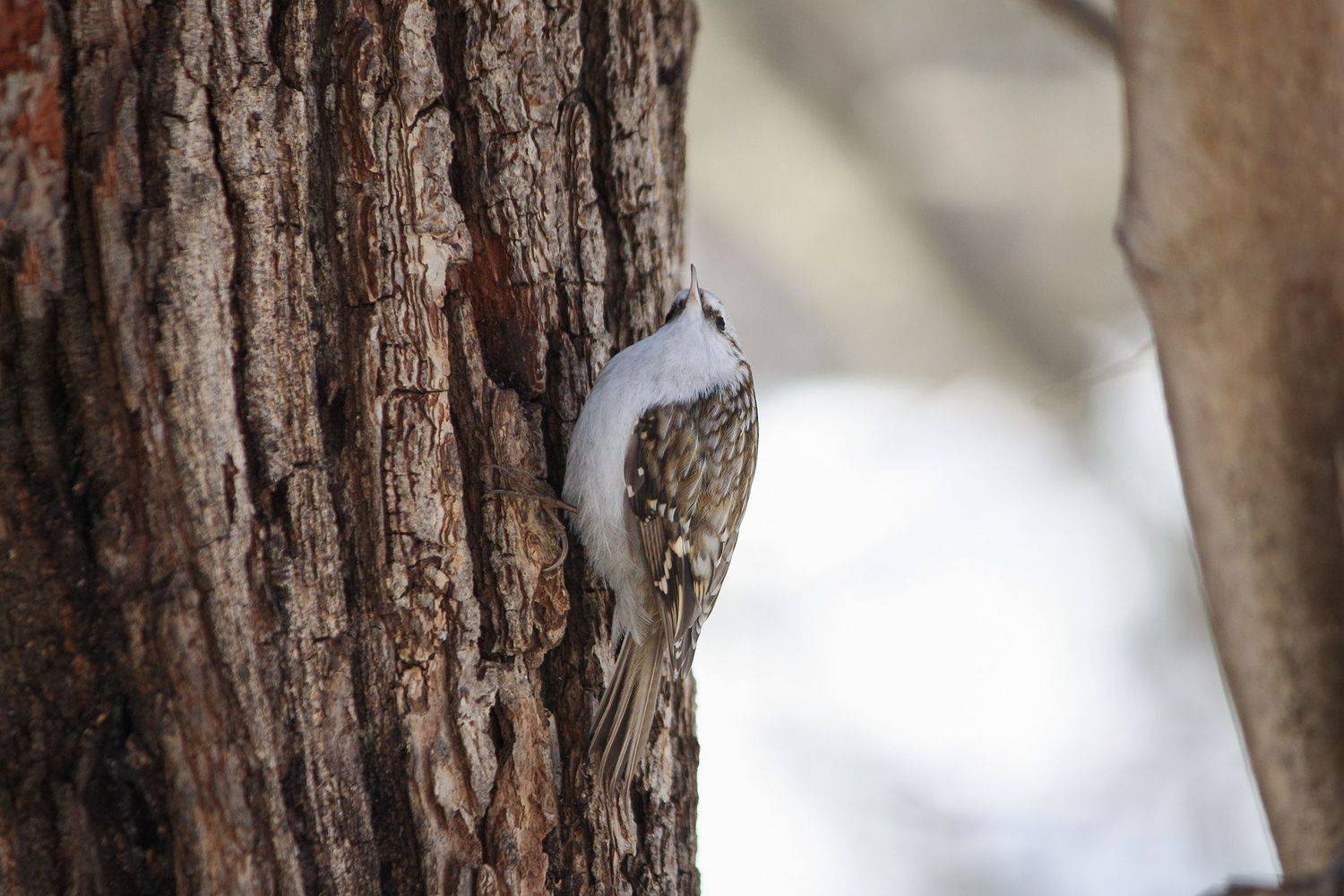 обыкновенная пищуха, certhia familiaris, КарОл