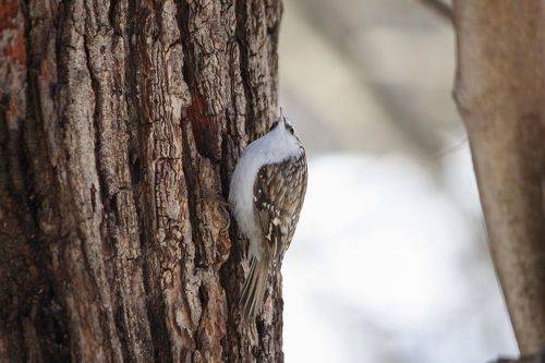 Пищуха обыкновенная