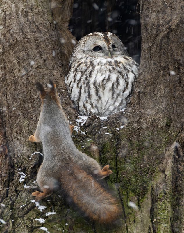 серая неясыть, птицы, фото птиц, белка Место занято. фото превью