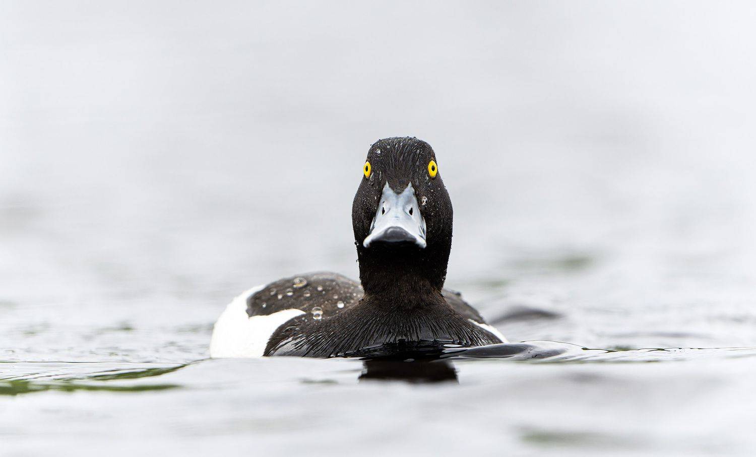 хохлатая чернеть, взгляд, глаза, Павлов Дмитрий