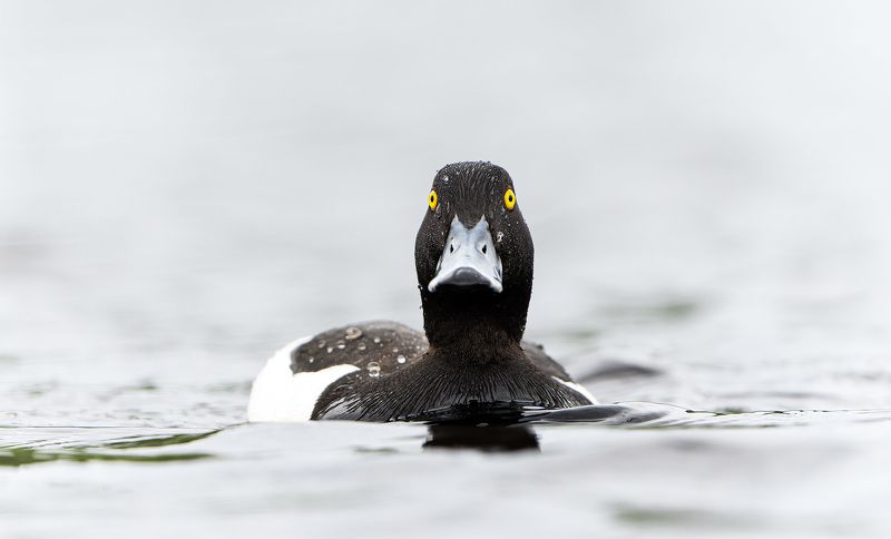 хохлатая чернеть, взгляд, глаза Взгляд чернети фото превью