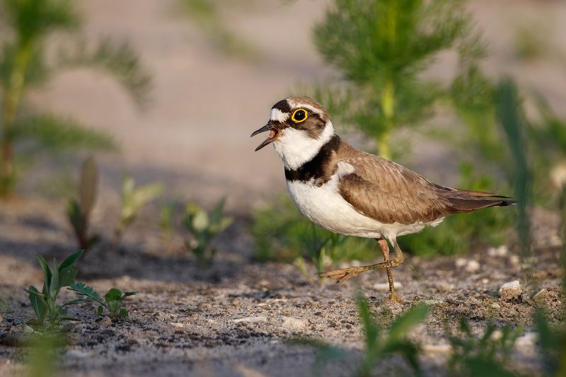 зуёк, птица, природа, животные, воронежская область Недовольный куличок фото превью