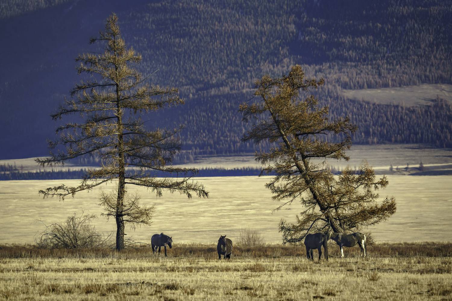 , Шварцман Евгений