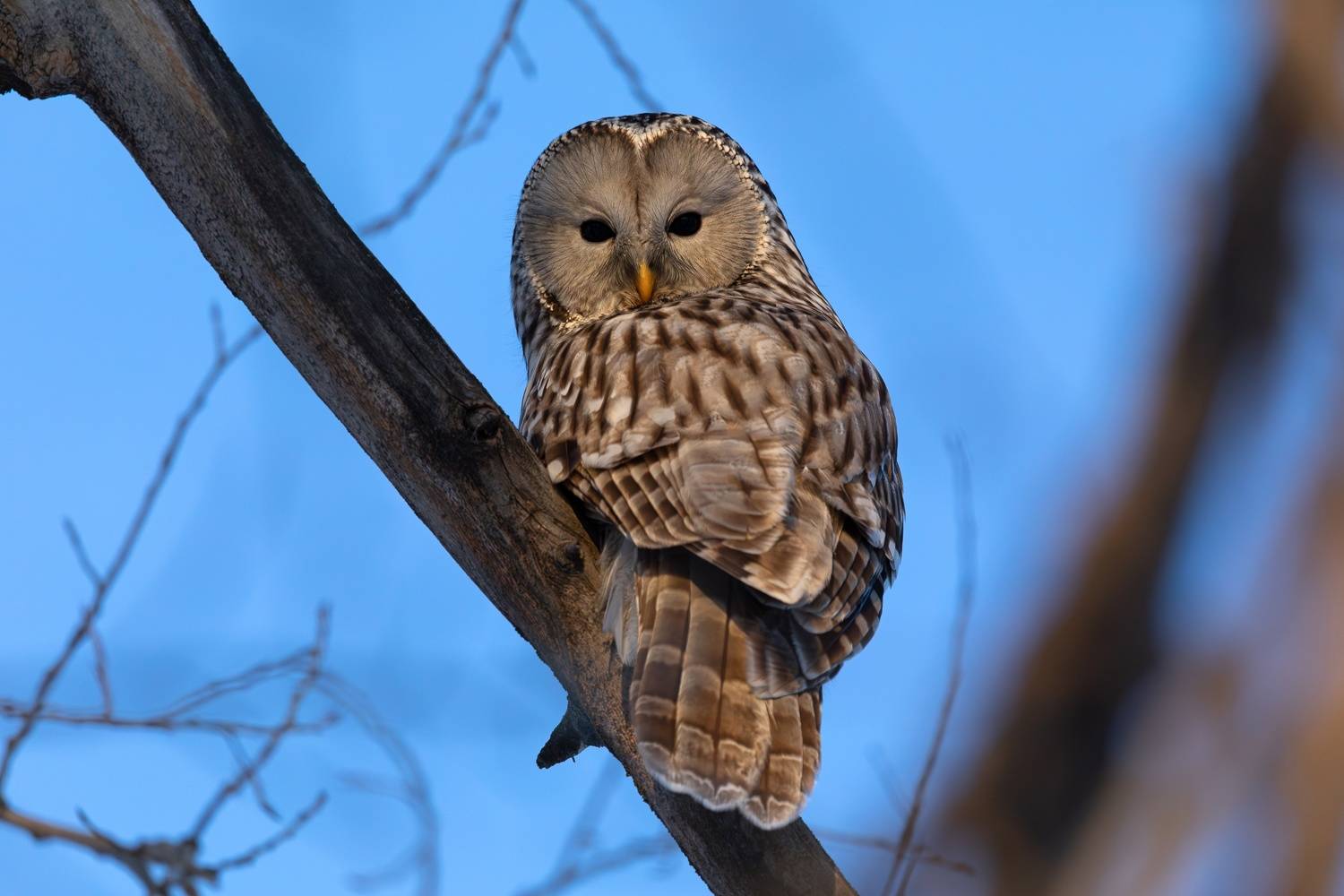 длиннохвостая неясыть сова птицы уфа башкортостан башкирия, Гильманов Артур