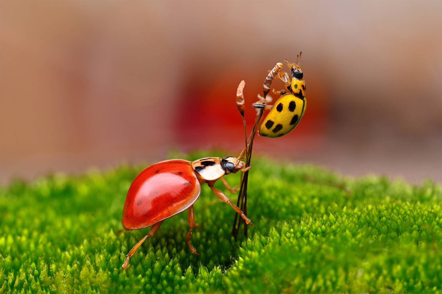 ceclii, macro, Ganev Tsvetan