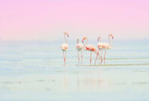 Flamingos
