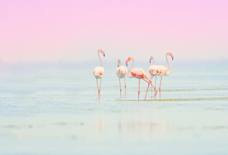flamingo,closeup, bird, birds, wild, wings, beauty, nature, swan, feather, spread, little sparrow,animal,animals,nikon,tailorbird,portraitm,eyes,eagle,kite,flying,sky,prey Flamingos фото превью