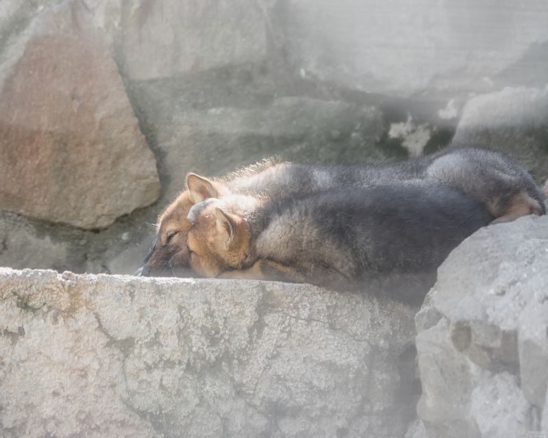 животные, млекопитающие, портрет животного, волк, псовые, animals, mammals, animal portrait, wolf, canidae Волчья серия фото превью