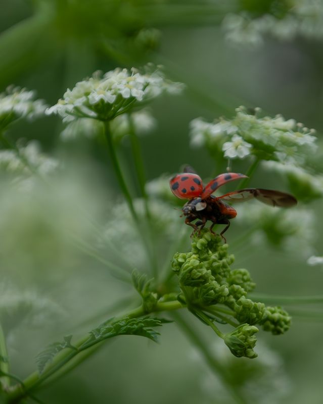 Ladybug  фото превью