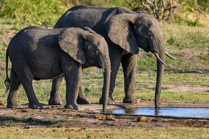 Насосы фото превью