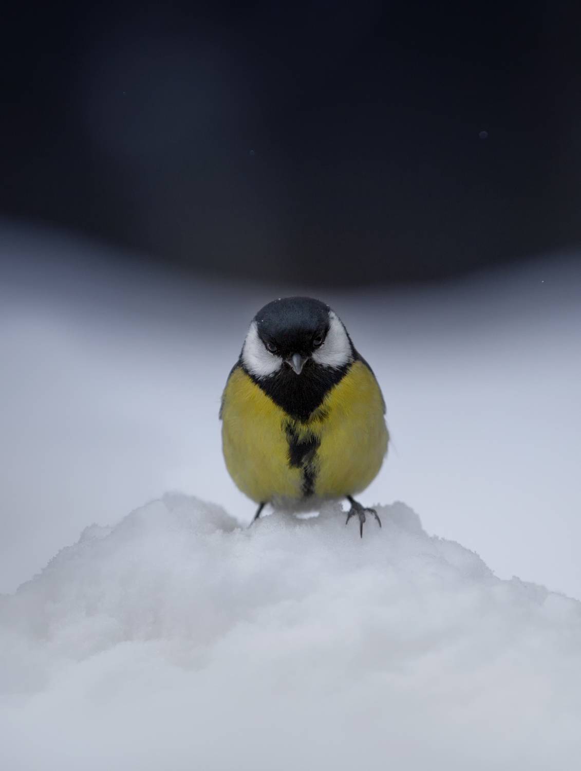 лес, свет, утро, природа, синица, птицы, Баранов Олег