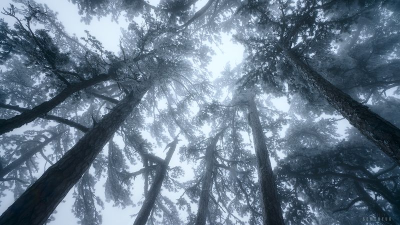 крым, ай-петри, весна, лес, снег  фото превью