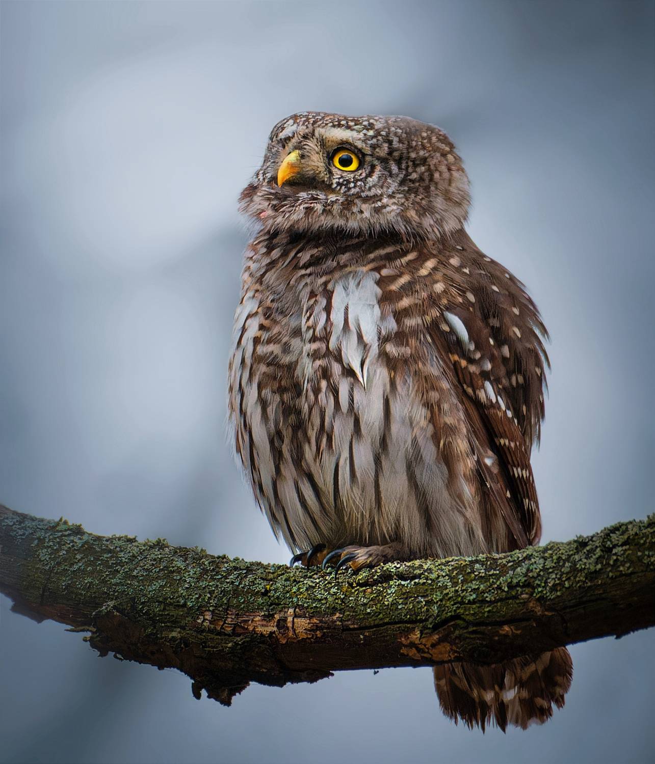 , Никон Александр