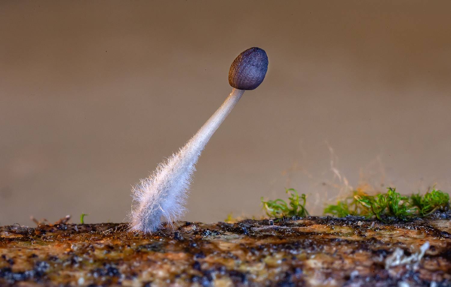 гриб, мицена, макро, мицелий, влажная камера, Широких Александр