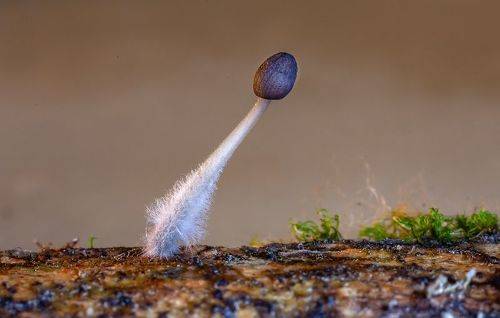 Маленькая мицена