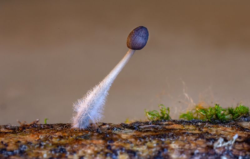 гриб, мицена, макро, мицелий, влажная камера Маленькая мицена фото превью