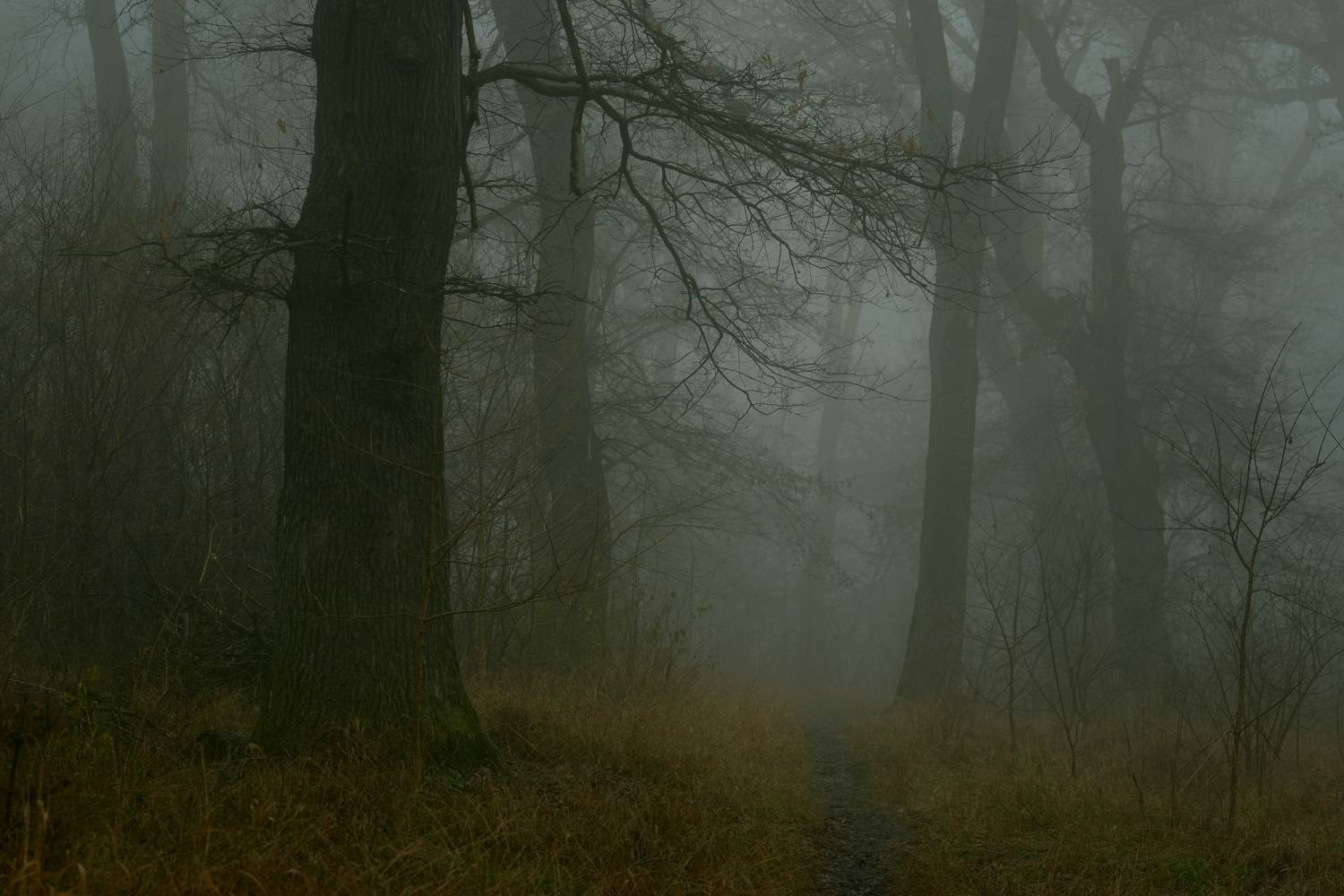 зима туман лес утро, Александр Жарников