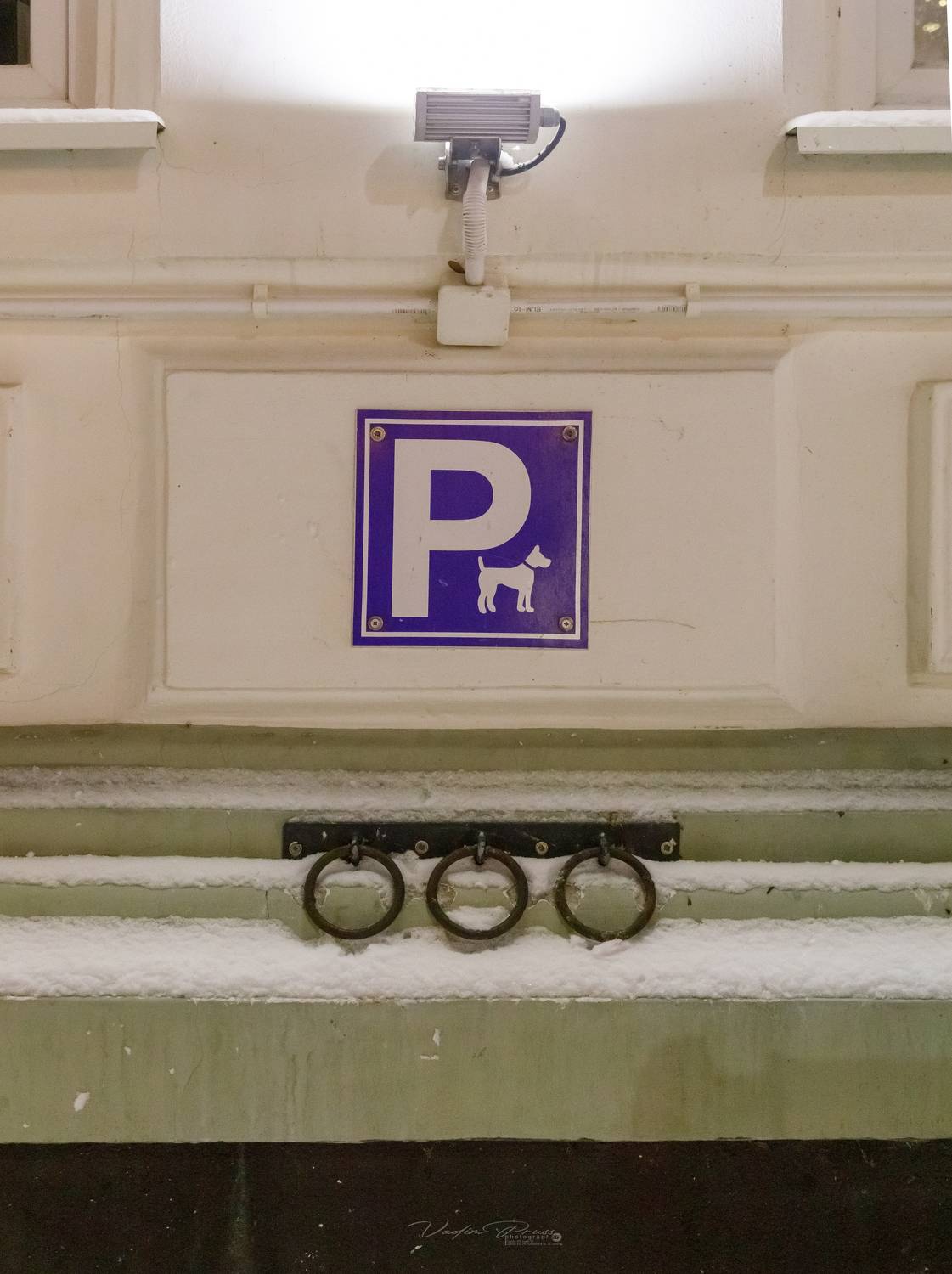 Зеленоградск, парковка, собаки, Россия, улица, фотография,позитив, зоо, Свирин Вадим, стрит, 2022, Vadim Svirin