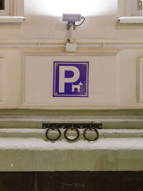 Зеленоградск, парковка, собаки, Россия, улица, фотография,позитив, зоо, Свирин Вадим, стрит, 2022 «Парковка для собак» фото превью