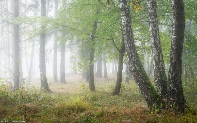пейзаж, природа, лес, осень, утро, туман, landscape, nature, forest, autumn, morning Туманное утро в лесу фото превью