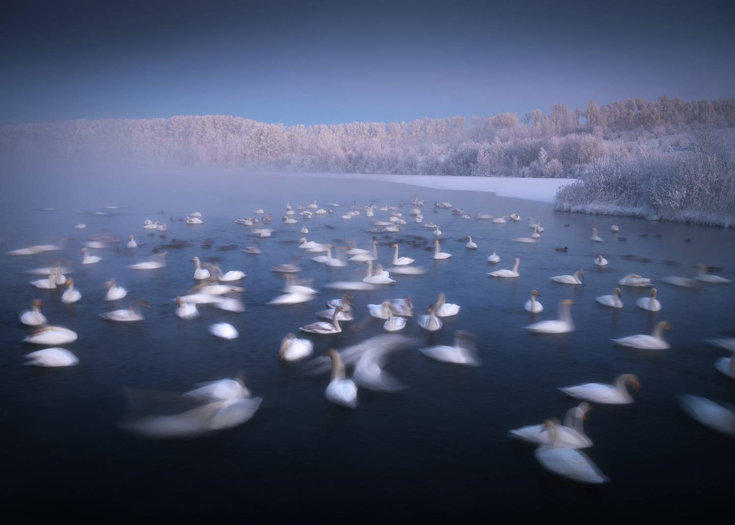 алтайский край, советский район, лебеди, лебединый заказник, лебеди-кликуны, кликуны, зимовка птиц, зимний алтай, озеро светлое, Рубан Алена