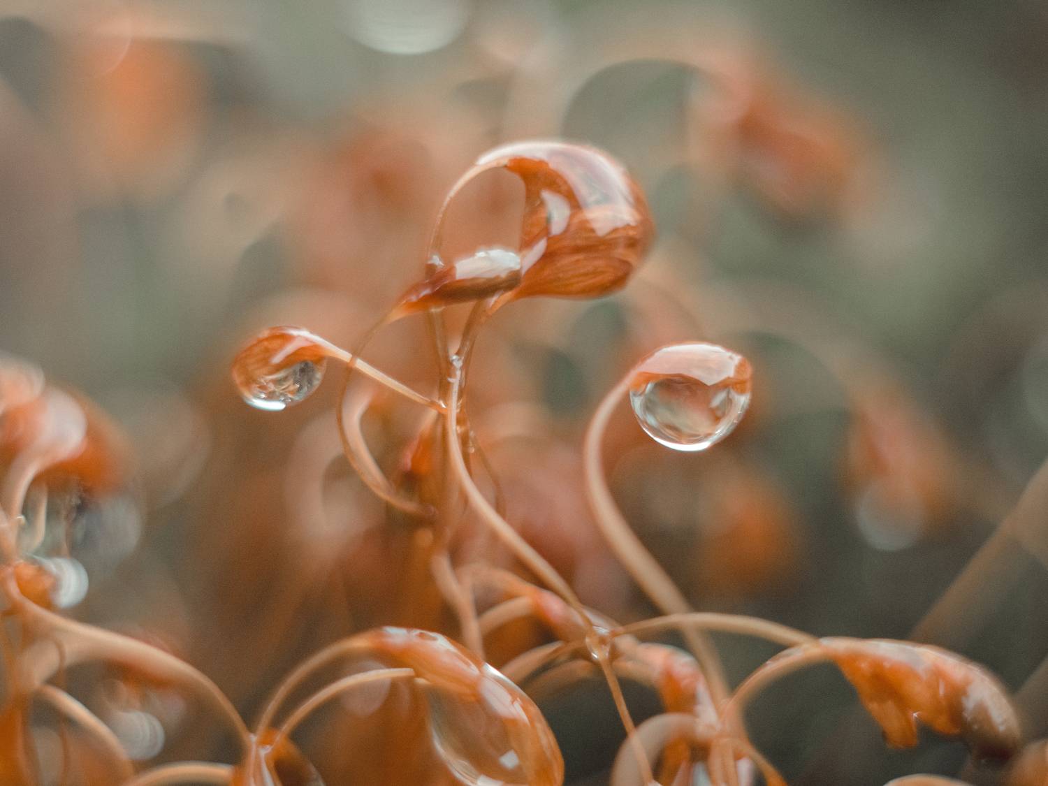 макро, капли, мох, коричневый, macro, droplets, brown, Протченко Ирина