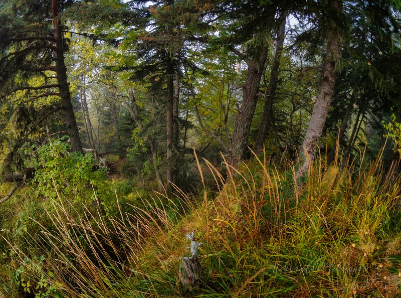 Осень фото превью