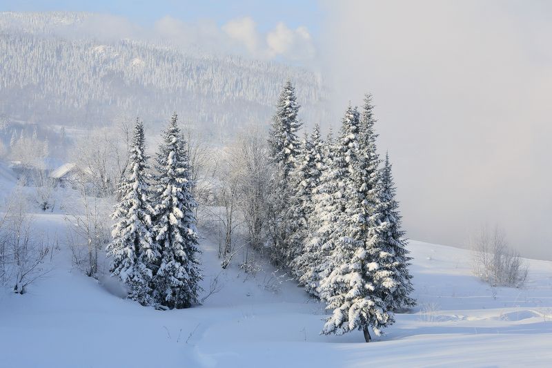В морозном тумане фото превью
