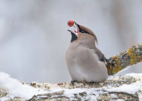 Свиристель
