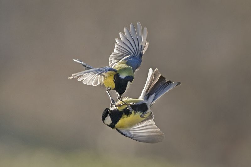 Соревнование в небе фото превью