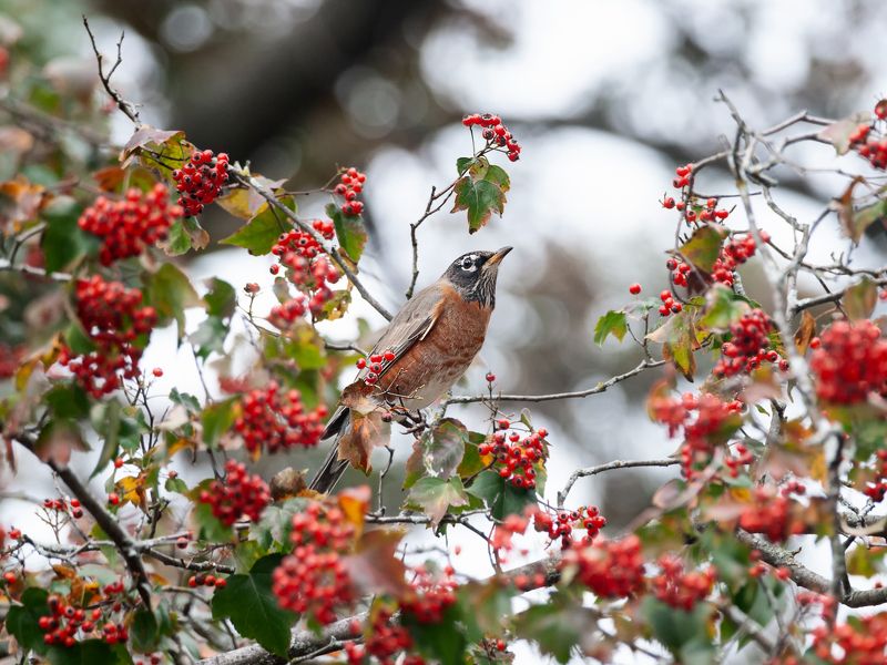 Robin фото превью